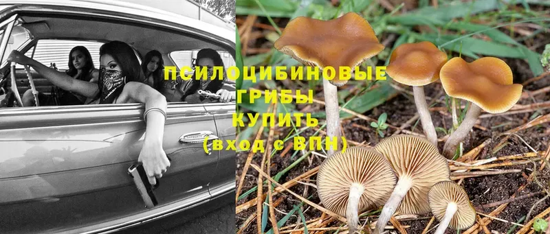 Галлюциногенные грибы Psilocybine cubensis  даркнет сайт  Грязи 